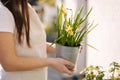 Middle selection of female gardening outdoor. Happy woman hold metal bucket with daffodils. Flowerbed on balcony
