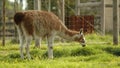 Middle-size exotic alpaca of white and brown color eating green grass, farm-zoo