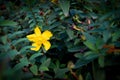 Detailed view on St. John's wort