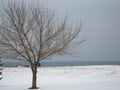 naked tree in the middle of the snow