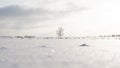 In the middle of a snowy grain field stands a tree