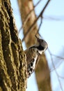 Middle-spotted woodpecker
