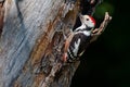 Middle spotted woodpecker