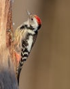 Middle Spotted Woodpecker - Dendrocopos mediuos - in the wet forest Royalty Free Stock Photo