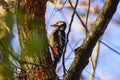 Middle Spotted Woodpecker Dendrocopos medius Royalty Free Stock Photo