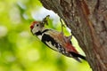 The Middle Spotted Woodpecker (Dendrocopos medius)