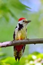 The Middle Spotted Woodpecker (Dendrocopos medius)
