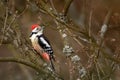 Middle Spotted Woodpecker Dendrocopos medius perched on a branch of a tree without leaves Royalty Free Stock Photo