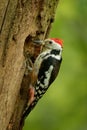 Middle Spotted Woodpecker - Dendrocopos medius Royalty Free Stock Photo