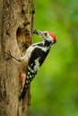 Middle Spotted Woodpecker - Dendrocopos medius sitting on the tree trunk with full beak of the feeding, green forest Royalty Free Stock Photo