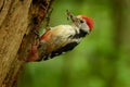 Middle Spotted Woodpecker - Dendrocopos medius Royalty Free Stock Photo