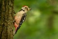 Middle Spotted Woodpecker - Dendrocopos medius Royalty Free Stock Photo