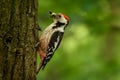 Middle Spotted Woodpecker - Dendrocopos medius Royalty Free Stock Photo