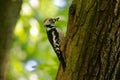 Middle Spotted Woodpecker - Dendrocopos medius sitting on the tree trunk with full beak of the feeding, green forest Royalty Free Stock Photo