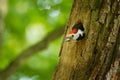 Middle Spotted Woodpecker - Dendrocopos medius sitting on the tree trunk with full beak of the feeding, green forest Royalty Free Stock Photo