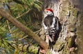 Middle spotted woodpecker, Dendrocopos medius. Sunny morning in the forest, a bird sits on a pine branch