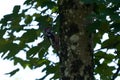 Middle spotted woodpecker Dendrocoptes medius Europe Tree