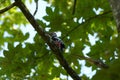 Middle spotted woodpecker Dendrocoptes medius Europe Tree