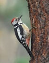 Middle spotted woodpecker (Dendrocoptes medius).