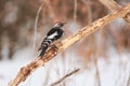 Middle spotted woodpecker sits on a branch, trying to find food