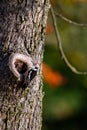 Middle spotted woodpecker Dendrocoptes medius