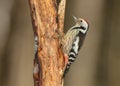 Middle Spotted Woodpecker - Dendrocoptes medius - in the wet forest Royalty Free Stock Photo