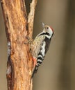 Middle Spotted Woodpecker - Dendrocoptes medius - in the wet forest Royalty Free Stock Photo