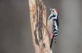 Middle Spotted Woodpecker - Dendrocoptes medius - in the wet forest Royalty Free Stock Photo
