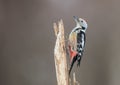 Middle Spotted Woodpecker - Dendrocoptes medius - in the wet forest Royalty Free Stock Photo