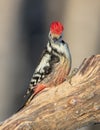 Middle Spotted Woodpecker - Dendrocoptes medius - in winter