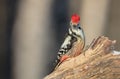 Middle Spotted Woodpecker - Dendrocoptes medius - in winter