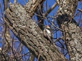Middle spotted woodpecker sitting in the tree