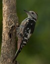 Middle spotted woodpecker (Leiopicus medius)