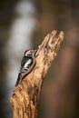 Middle Spotted Woodpecker  Leiopicus medius Royalty Free Stock Photo