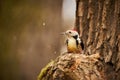 Middle Spotted Woodpecker  Leiopicus medius Royalty Free Stock Photo