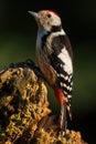 Middle Spotted Woodpecker - Leiopicus medius