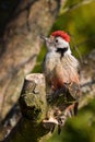 Middle Spotted Woodpecker - Leiopicus medius