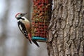 Middle spotted woodpecker Leiopicus medius