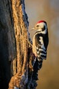 Middle Spotted Woodpecker  Leiopicus medius in the wood Royalty Free Stock Photo