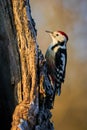 Middle Spotted Woodpecker  Leiopicus medius in the wood Royalty Free Stock Photo