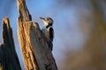 Middle Spotted Woodpecker  Leiopicus medius in the wood Royalty Free Stock Photo