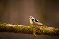 Middle Spotted Woodpecker  Leiopicus medius in the wood Royalty Free Stock Photo