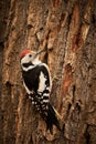 Middle Spotted Woodpecker  Leiopicus medius in the wood Royalty Free Stock Photo