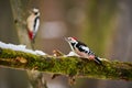 Middle Spotted Woodpecker  Leiopicus medius in the wood Royalty Free Stock Photo