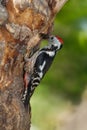 Middle spotted woodpecker at nest with food