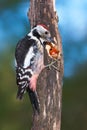 Middle spotted woodpecker pecking on a nut