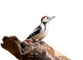 A middle spotted woodpecker is posing on a log