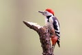 Middle spotted woodpecker sits on the forest feeder