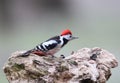 Middle spotted woodpecker sits on a log with a fluffed crown