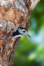 Middle spotted woodpecker unfledged at nest Royalty Free Stock Photo